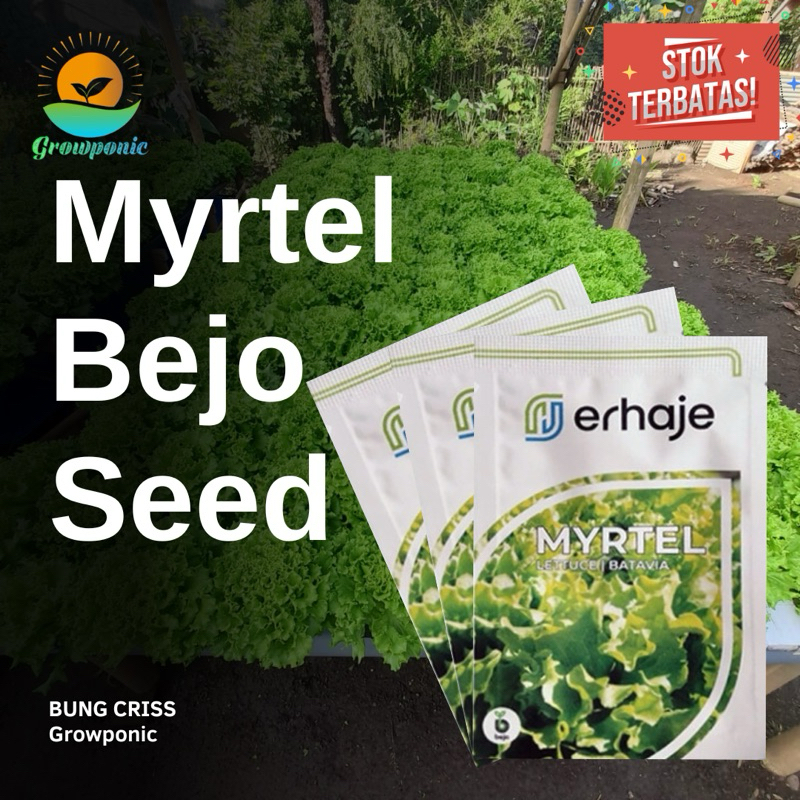 Benih Bibit Selada Myrtel Bejo Seed 1 Gram Lettuce Batavia