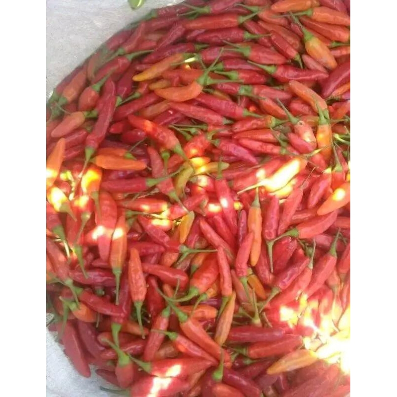 

CABE RAWIT MERAH FRESH 250g