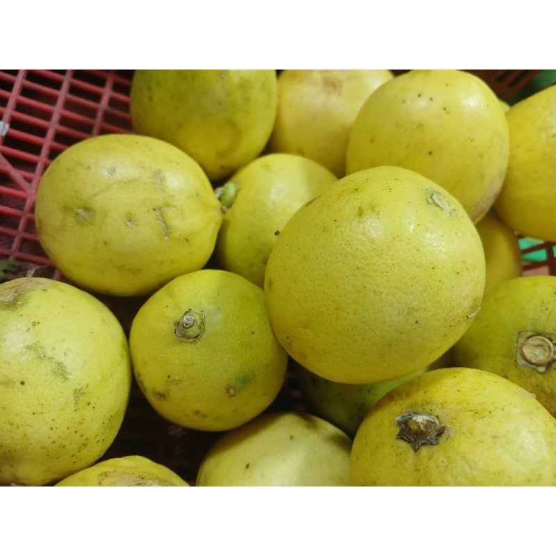 

lemon lokal