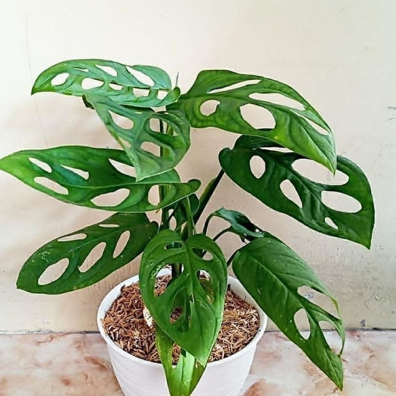 Tanaman Hias Janda Bolong - Tanaman Janda Bolong Monstera Janda Bolong Tanaman janbol
