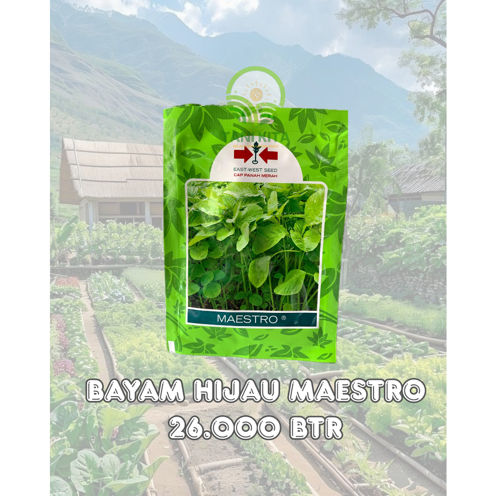 

BIBIT BAYAM HIJAU MAESTRO
