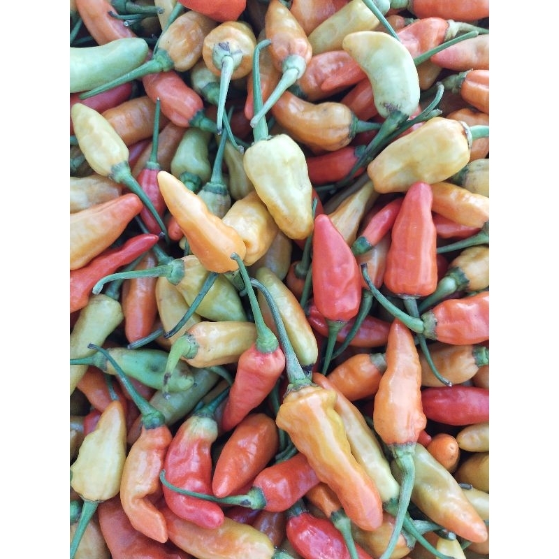 

Cabe_prentul_Banyuwangi_500 gram