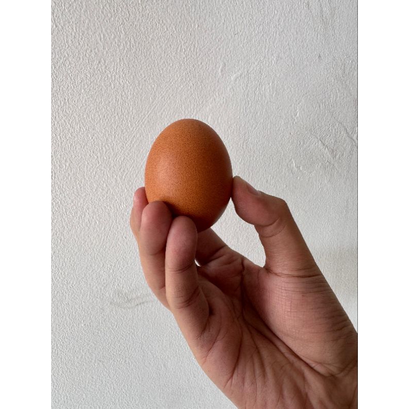

1kilo / kg Telur Ayam Horen / Negri 15-16 butir, FREE WRAP & TRAY TELUR