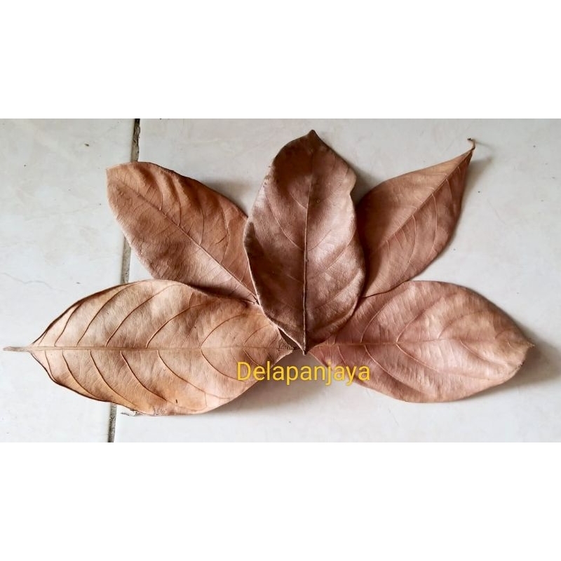 

Daun Kering asli pohon nangka