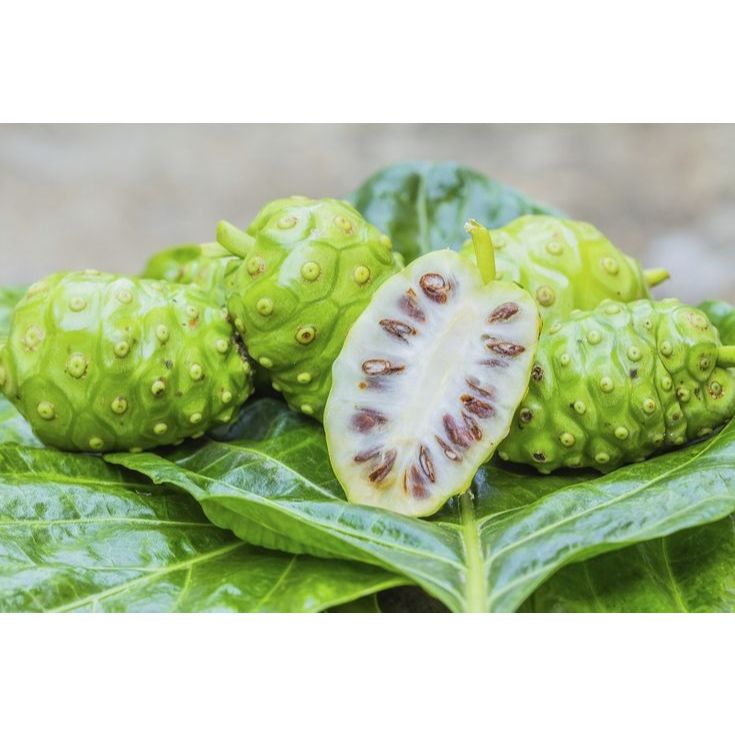 

Buah mengkudu cangkudu pace obat herbal segar fres500gram termurah bisa COD