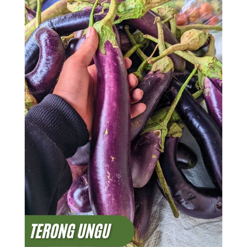 

Terong Ungu , Terong Ungu 500-1kg , Terong Ungu , Super Gede-Gede
