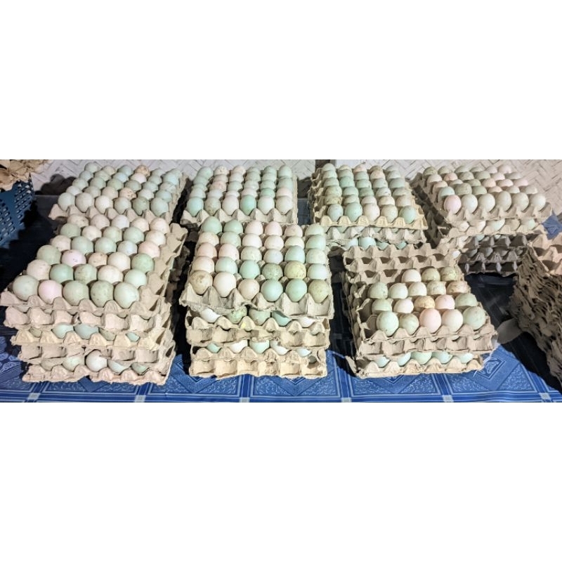 

telur bebek mentah fresh ternak sendiri