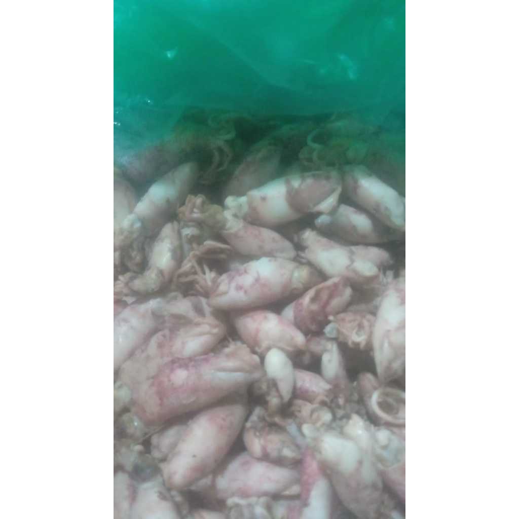 

Cumi telor berat 1 Kg