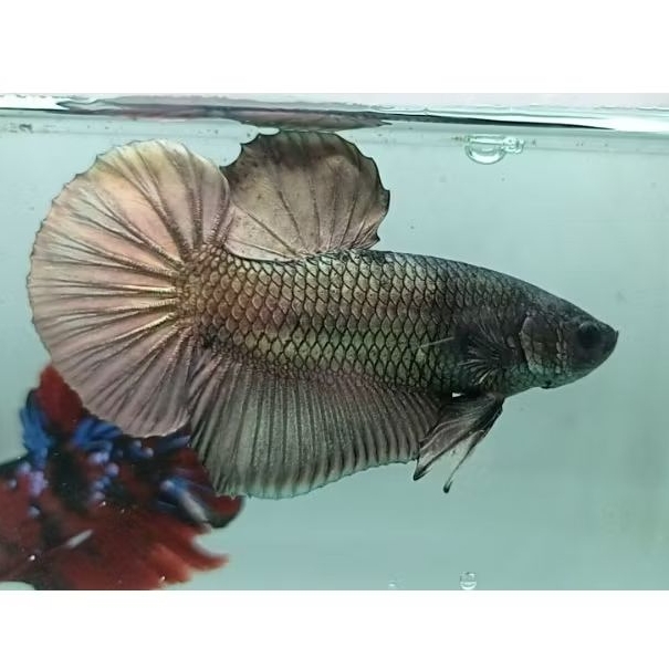 Cupang Giant Dasar Cooper BO 5cm (Sesuai Foto)