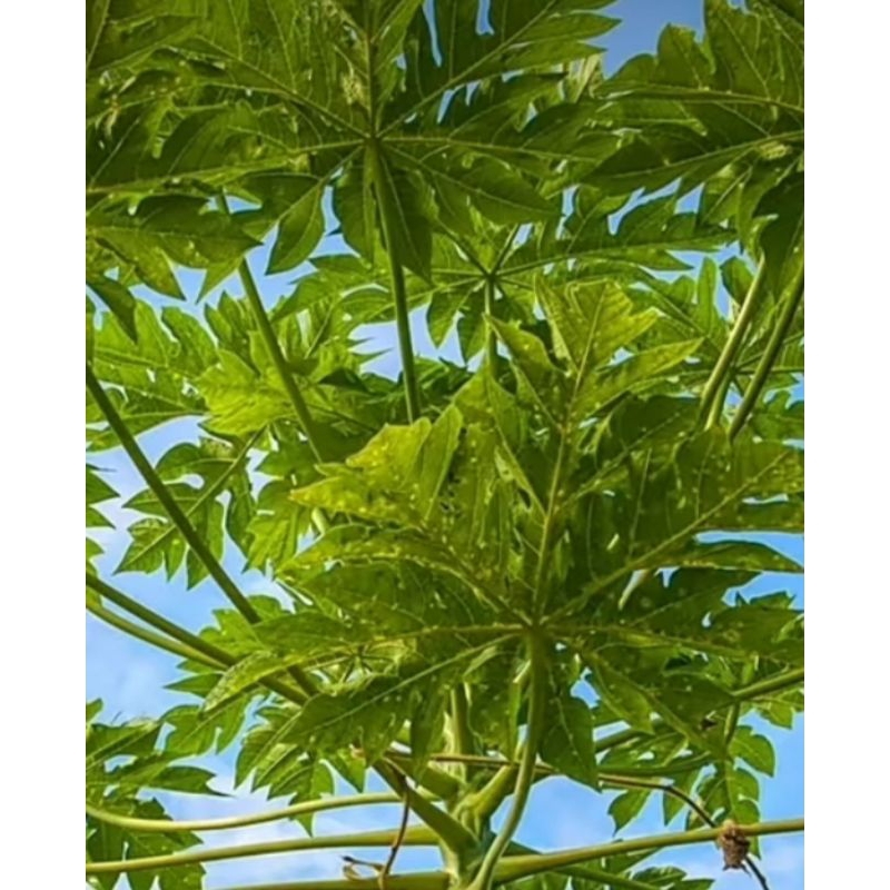 

Daun pepaya segar 1kg