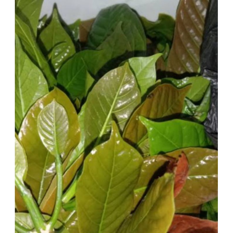 

Daun pucuk kopi muda segar atau daun kawa 150g