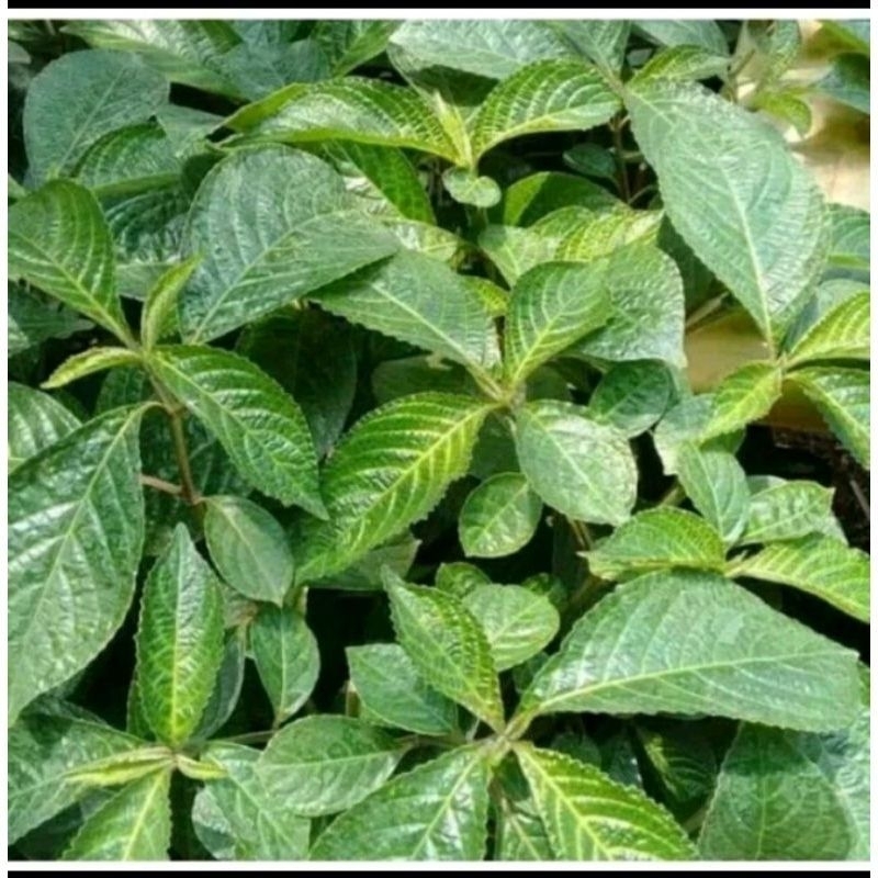 

daun keji beling 500g