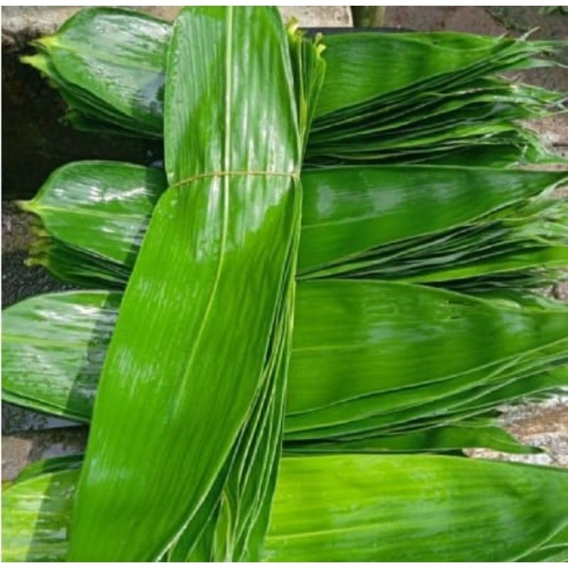 

Daun Bambu Segar lebar 6-9 cm