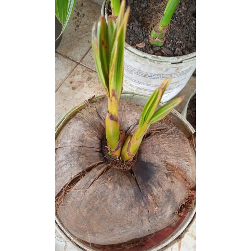 bahan bonsai kelapa kembar 2 tunas 2