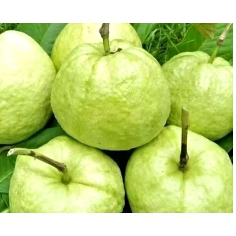 

Jambu Kristal Non Biji Asli Daerah Jember 1kg