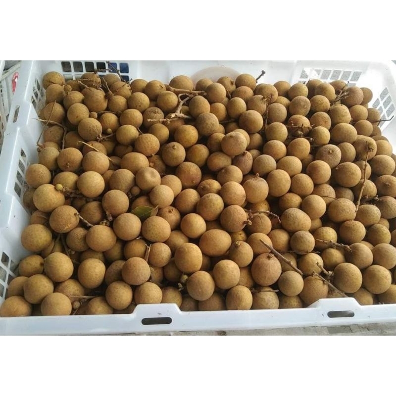 

lengkeng manis fresh 1kg