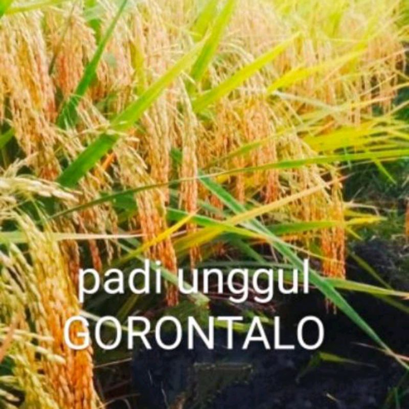 BENIH PADI UNGGUL GORONTALO KEMASAN 1KG