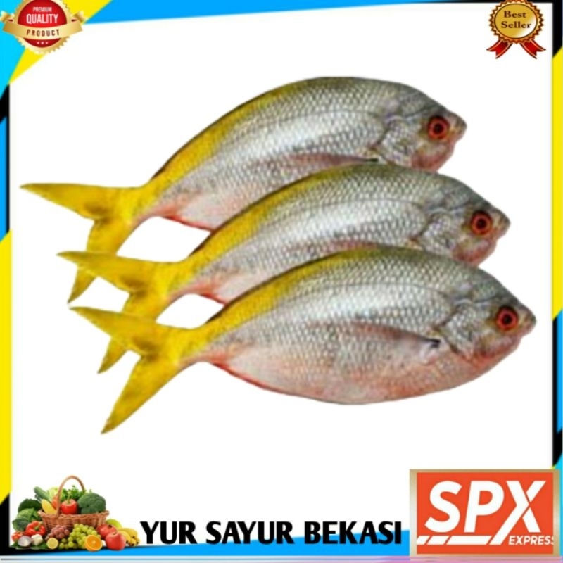 

Ikan Ekor Kuning Fresh 500gr
