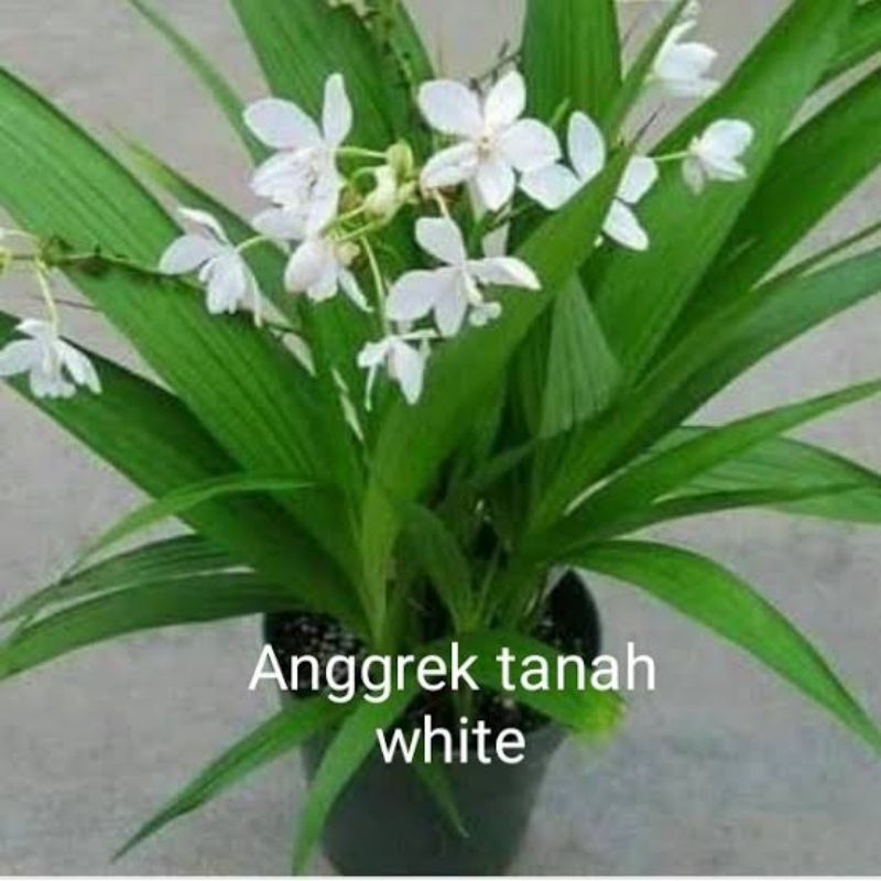 Anggrek tanah bunga putih - tanaman hias anggrek tanah putih