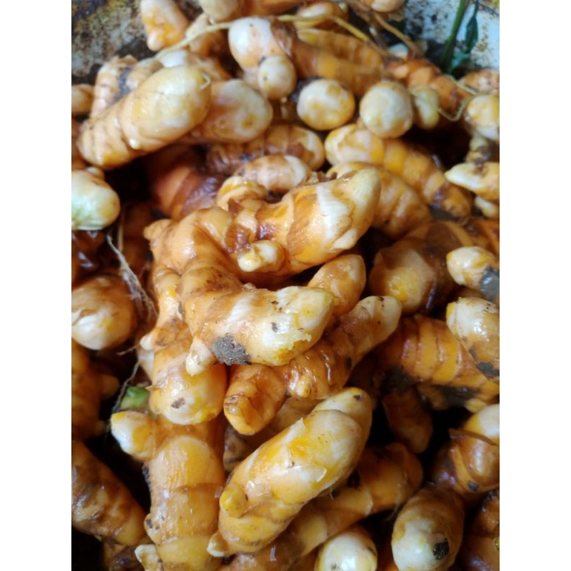 

kunyit segar berat 1kg
