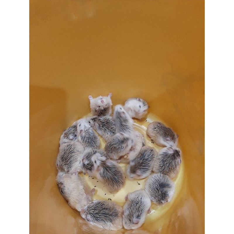 Hamster Roborovski