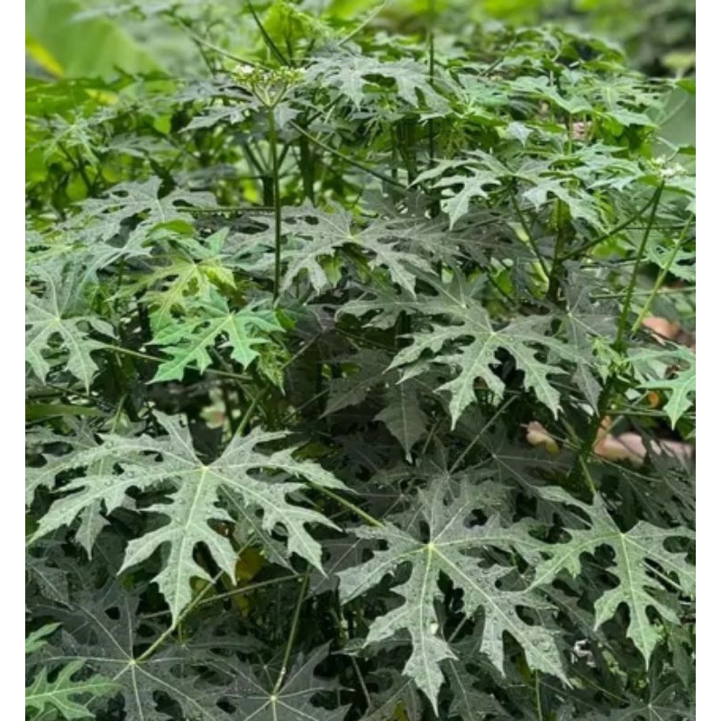 

Daun pepaya jepang segar daun kendi