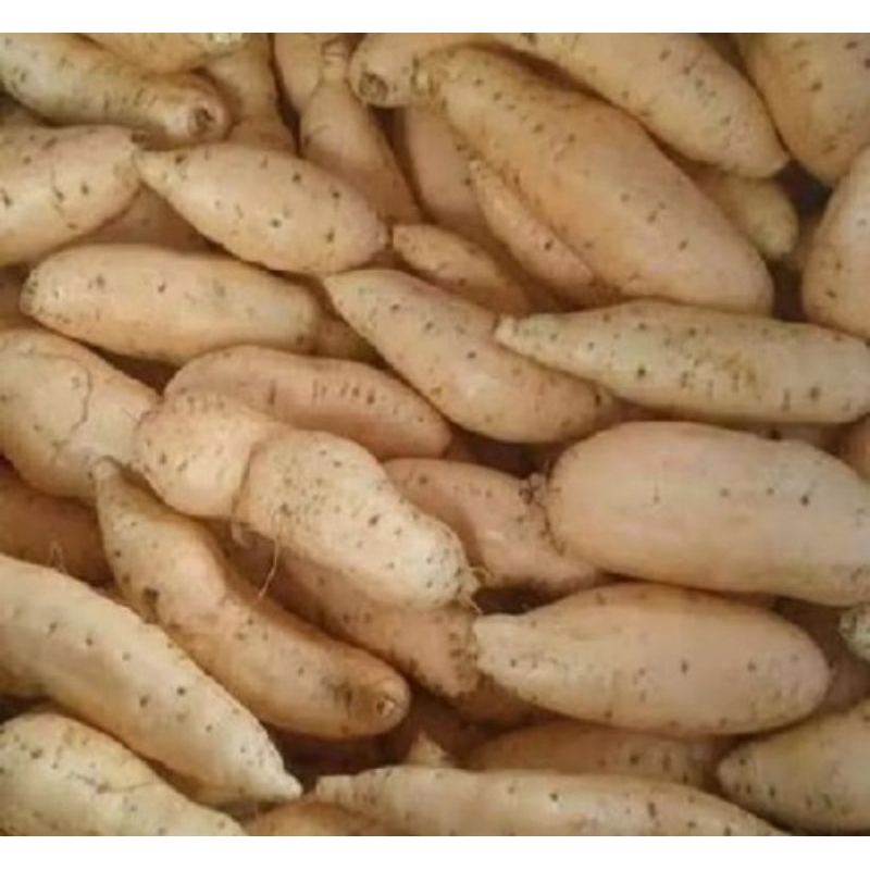 

Ubi Cilembu Legit 15.000/Kg kwalitas bagus