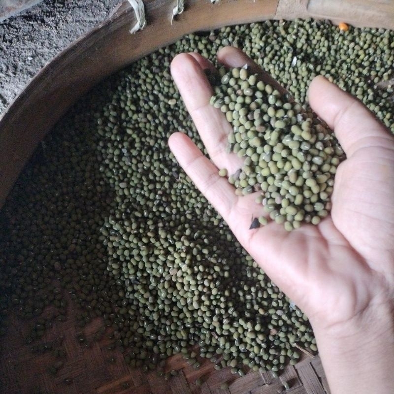 

kacang hijau baru dan kering cocok buat capar atau cambah panjang dan cambah soto , kolak dan es kacang hijau