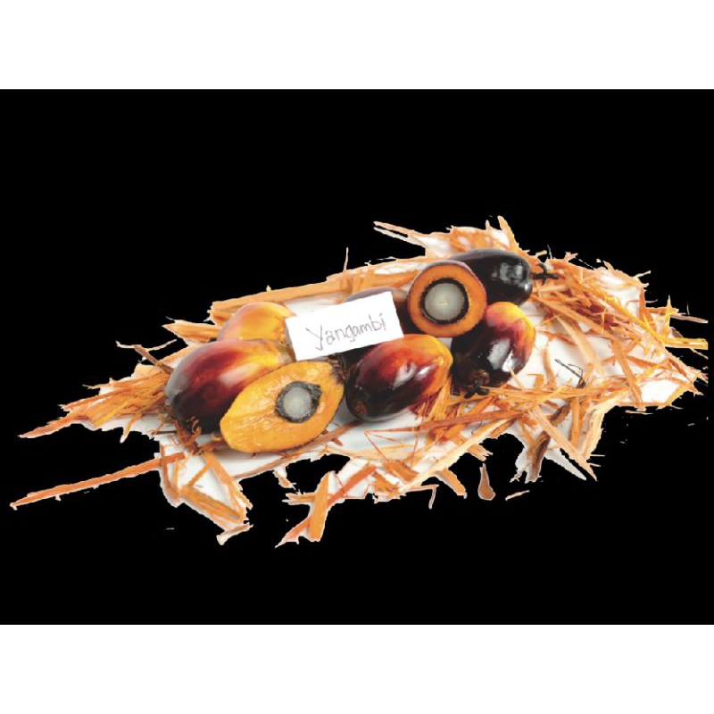 Benih Unggul DxP Ppks yangambi