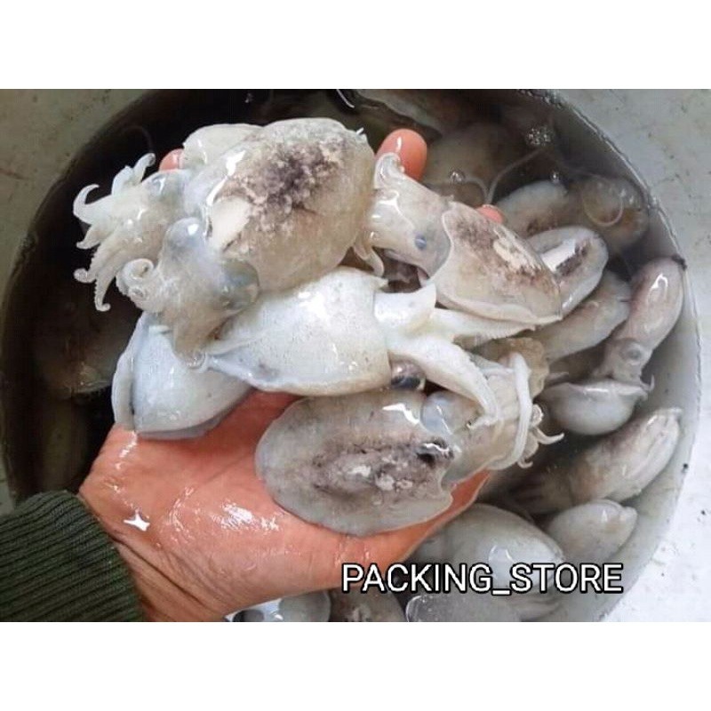 

INSTAN Cumi Sotong Balakutak Fresh 500gr