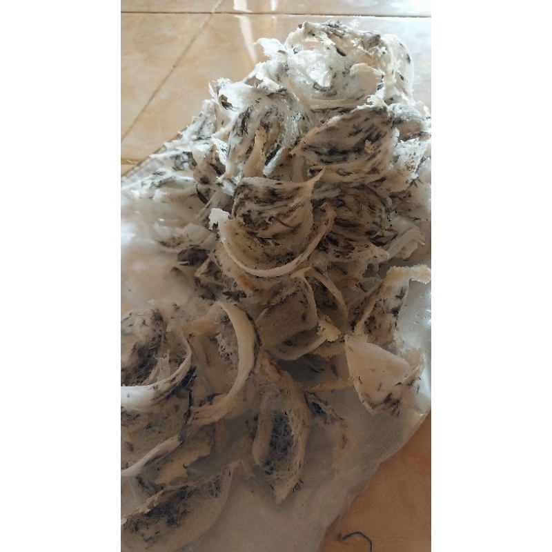 sarang burung walet sudut patah kotor