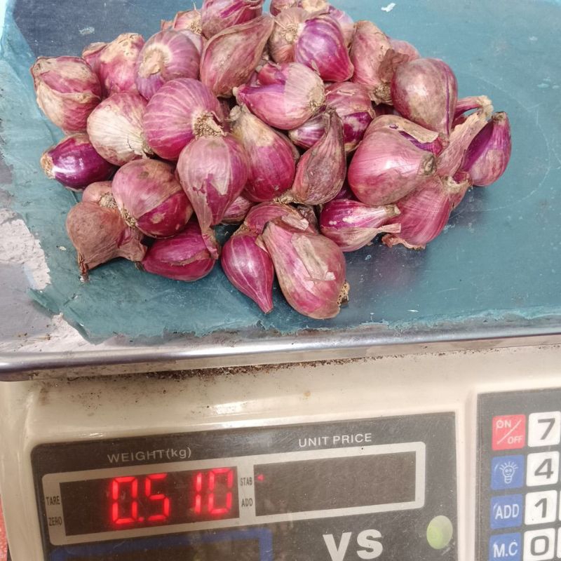 

bawang merah besar
