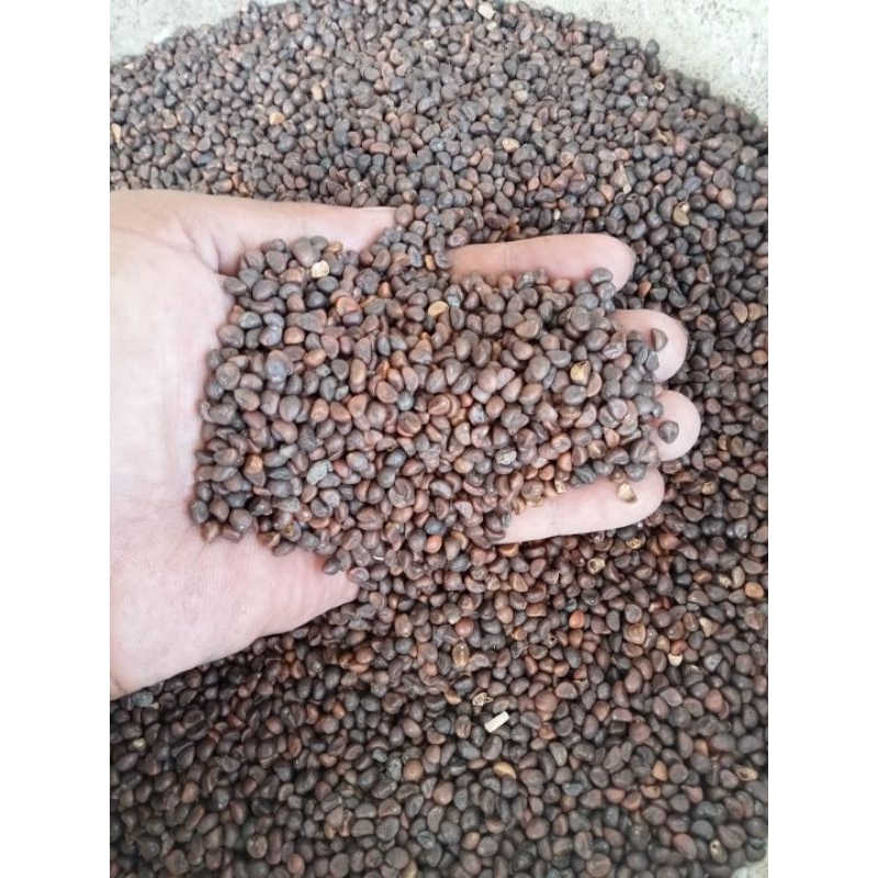 Raflezia Benih Kangkung Daun Sempit 1Kg