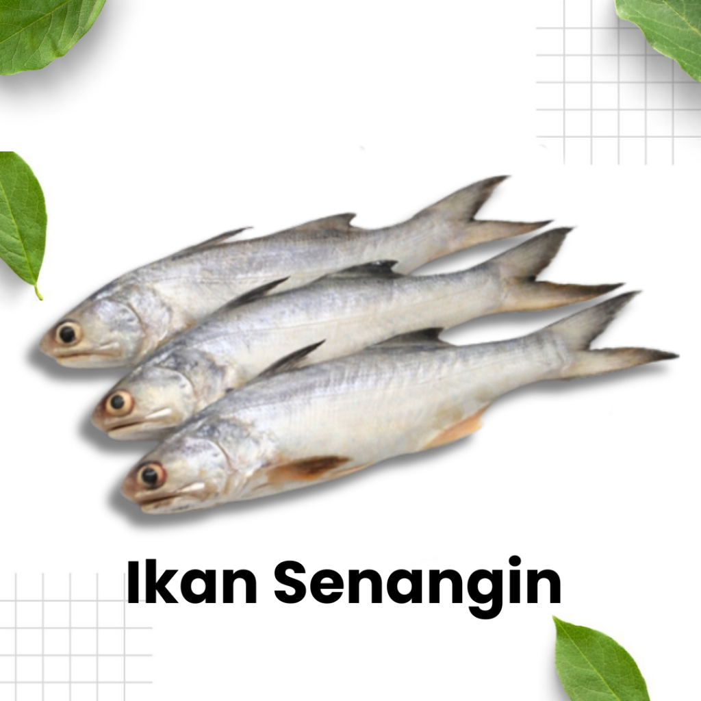 

Ikan Senangin Segar 1 Ekor / ikan segar / seafood / ikan laut / Sidoarjo Surabaya