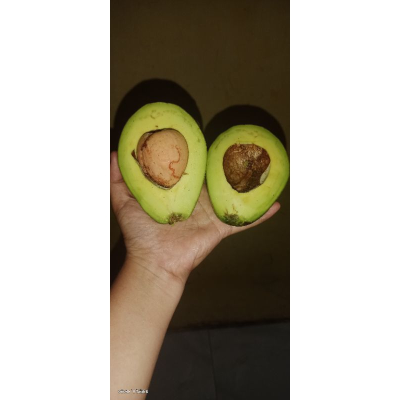 

ALPUKAT MENTEGA/ALPUKAT MENTEGA ENAK /POKAT MENTEGA /POKAT MENTEGA ENAK