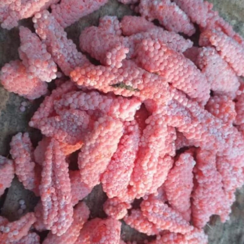 Telur Keong Sawah Fresh Herbal Alami 250 gram