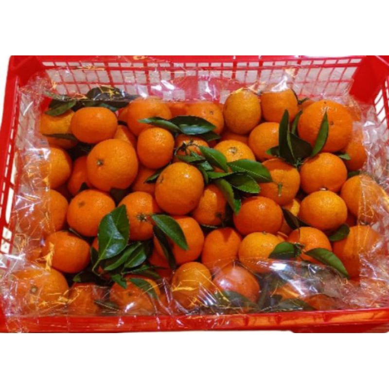 

Jeruk Santang Manis 6,5kg