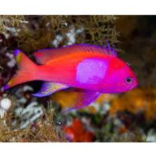 Ikan hias Rembokotak / Square Anthias air laut