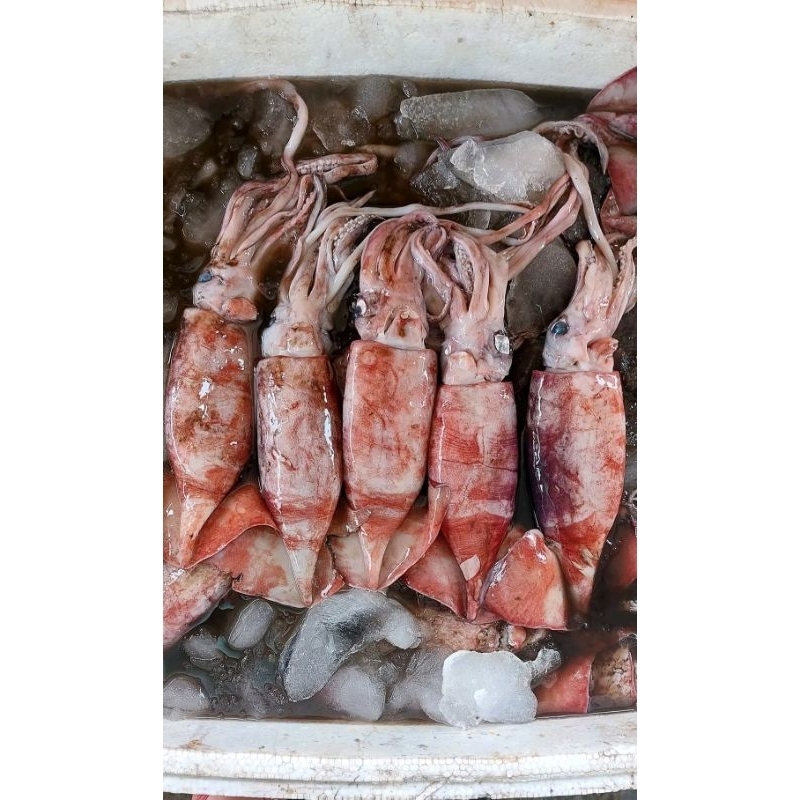 

cumi kondom segar cumi besar fresh 1kg