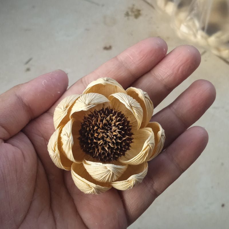 bunga klobot jagung, bunga klobot jagung marigold