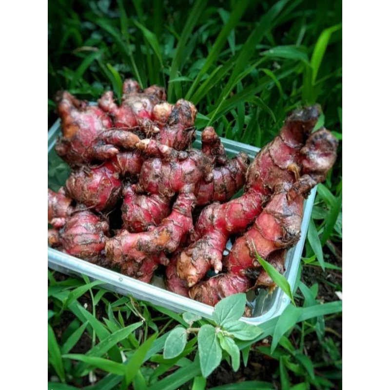 

Jahe merah/jahe bereum fresh herbal alami yang baik buat kesehatan kwalitas bagus 99% bersih dari tanah 1kg