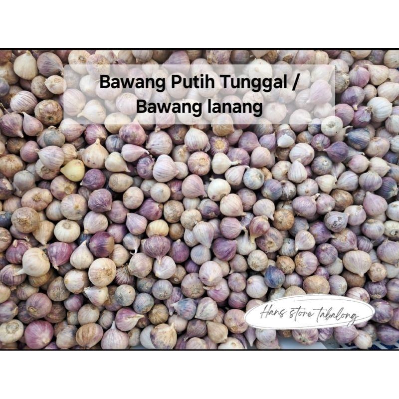 

Bawang Putih Tunggal Bawang Lanang Fresh