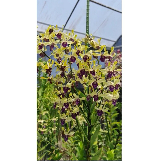 Dendrobium Imelda Marina Masagung Remaja Up
