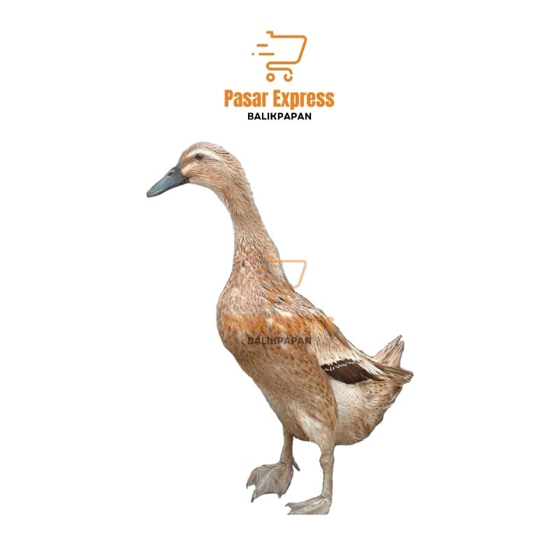 

[Promo] Daging Bebek Lokal / Bebek Petelur - Pasar Express Balikpapan