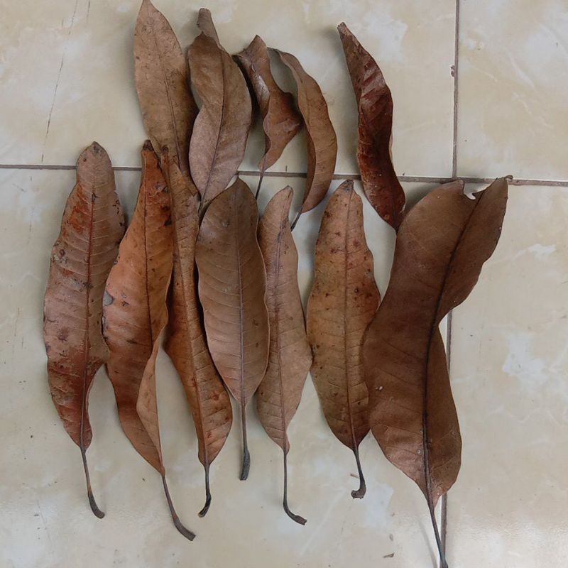 

Daun Mangga Kering (untuk obat herbal)