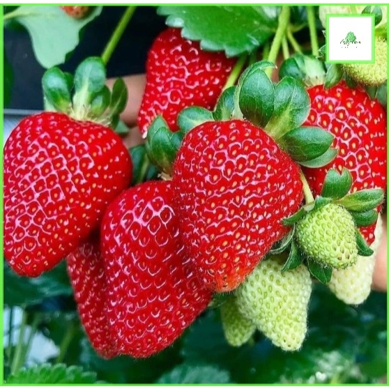 

STRAWBERRY FRESH PREMIUM LERENG GUNUNG GEDE || 500 Gram