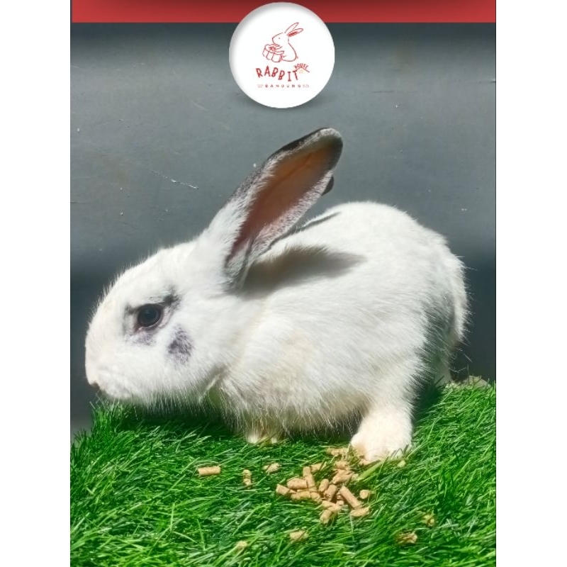 Indukan Jantan Kelinci Lokal Murah | Rumah Kelinci Bandung