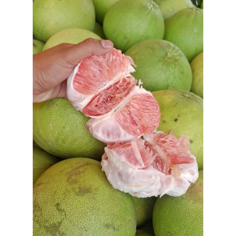 

Jeruk Pamelo Madu tanpa biji Asli Muria berat 1,1kg - 1,3kg