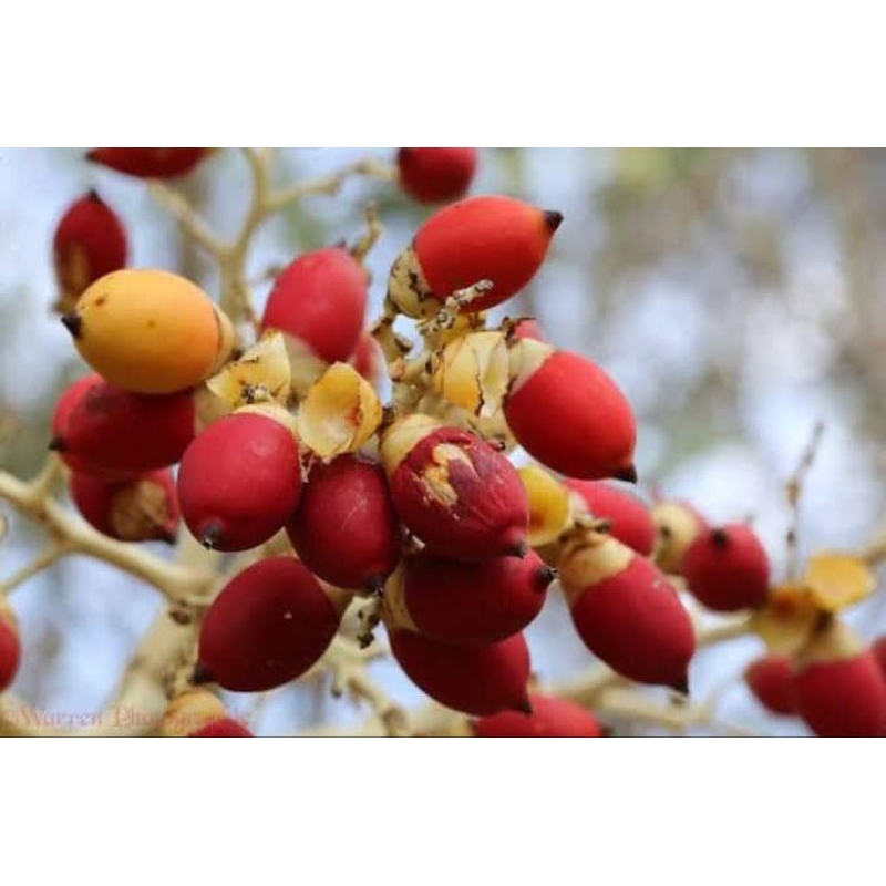 

buah palem merah ekor tupai 500gr