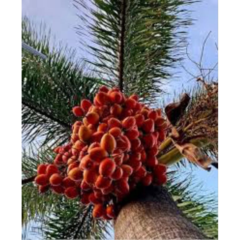 

buah palem ekor tupai merah 500gram